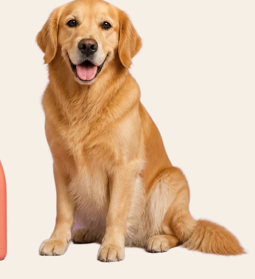 Create High-quality Pet and Portrait Cutouts after